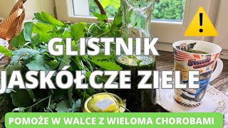 Glistnik jaskółcze ziele Pomoże w walce z wieloma chorobami zioła [upl. by Brooke]