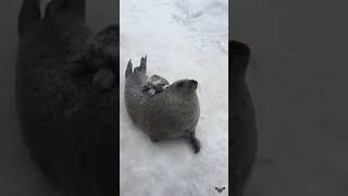 A seal smacking its belly [upl. by Adoree]