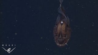 The anglerfish The original approach to deepsea fishing [upl. by Mert]