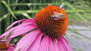 Bees on a coneflower  Echinacea  part 2 [upl. by Anaeco]