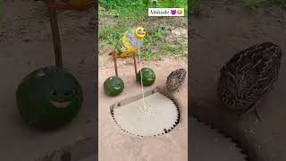 Bewakoof Kabutari 😅😂🤣 funny comedy [upl. by Eikcuhc504]