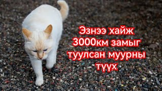 Кункуш муурны адал явдал Гоё түүхүүд Goy tuuhuud mongol heleer kino duu barimtat 2024 [upl. by Wadell]