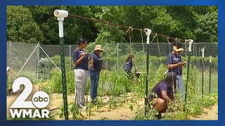 Volunteers help Howard Community College with garden food pantry for Juneteenth [upl. by Airamahs857]