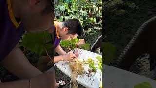 Homalomena Rubescens Tricolor Propagation [upl. by Yate]