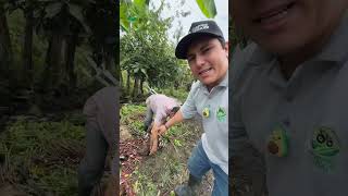 Increíble Arracacha más grande del mundo viralvideo agro parati [upl. by Lleret]