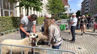 Paardenmarkt Torhout 2022 [upl. by Belding]