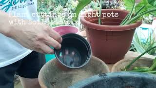 Plant cuttings Propagation time philodendron easytogrowplants plants [upl. by Ikoek]