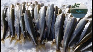 Smelt Fishing Kiapokok Bay [upl. by Gwenny]