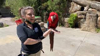 Home Safari – Fiesta the Macaw – Cincinnati Zoo [upl. by Templa]