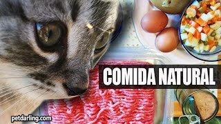 COMIDA CASERA PARA GATOS ★ PetDarling Recetas 1 [upl. by Amye]