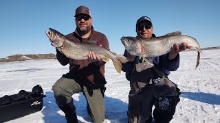 FISHING GIANT LAKE TROUT FORT PECK Reservoir MONTANA 2023 [upl. by Foulk]