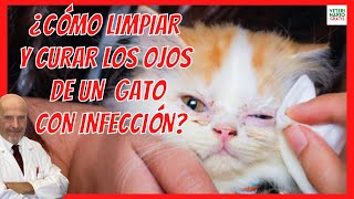 🔴 ¿COMO LIMPIAR Y CURAR LOS OJOS DE UN GATO CON INFECCIÓN 🔴 CONJUNTIVITS con TOBREX [upl. by Ulu]