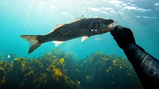 Lobster foraging and Spearfishing in Cornwall [upl. by Gerson]