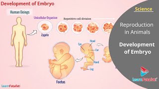 Reproduction In Animals Class 8 Science  Development of Embryo in Human [upl. by Heilman]