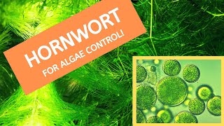 Algae Control Hack a Benefit of Having Hornwort Fast growing plant in Your Aquarium [upl. by Flannery227]