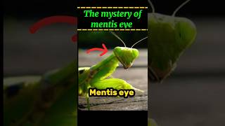 The mystery of mentis eye  why mentis always stairs on you  facts factsmine shorts [upl. by Llehsyar]