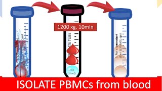 🩸 ISOLATING PBMC  Peripheral Blood Mononuclear Cells [upl. by Verla]