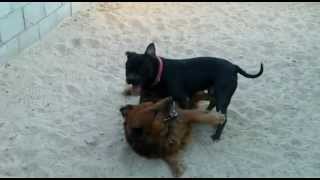 Nasty Dog Fight Pit Bull attacked by Mixed Breed [upl. by Cheney163]