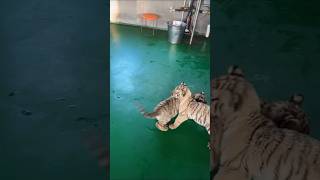 🐯🐯🐯 Zoo Cute Tiger Babys Fadt running zoozoo littletiger cutecats cute fyp foryou tiny [upl. by Rosmarin]