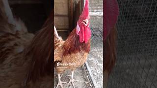 Adorable Rooster Crowing Sounds  Amazing Rooster Crowing Loudly  shorts🐓💕 [upl. by Yetsirhc368]