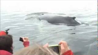 Les baleines à Tadoussac 2wmv [upl. by Roseline]