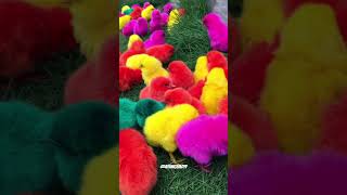 Wadidau‼️Ayam Lucu ayam warna warni ayam rainbow kelinci lucu bebek lucu ikan koi Hewan Lucu [upl. by Anikat328]