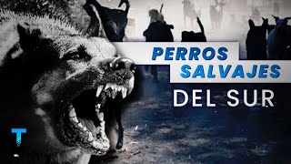 Perros salvajes del sur Abandonados se agrupan para atacar [upl. by Ehcsrop]