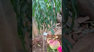 R2E2 mango plant ground to terrace garden located in Karaikudi [upl. by Amis]