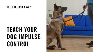 Teach your dog impulse control  The Battersea Way [upl. by La581]