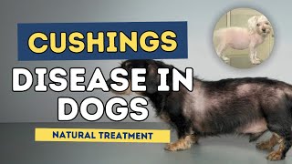 Cushings Disease in Dogs Natural Treatment [upl. by Sallyann]