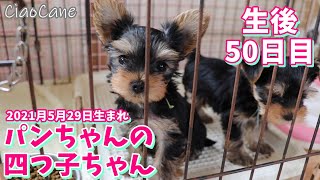 2021年5月29日生まれ・パンちゃんの四つ子ちゃん生後50日目【ヨークシャーテリア専門犬舎チャオカーネ】 [upl. by Gad935]