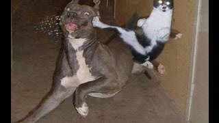 Dogs AFRAID OF CATS HD Funny Pets [upl. by Enellek936]