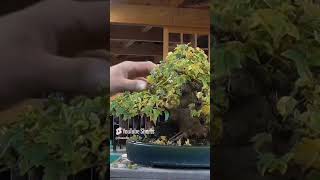 bonsai that doesn’t show autumn coloration [upl. by Fasa]