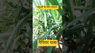 super nepiyer ghas shorts farming pasupalan food dharmenthakur krishi vlog [upl. by Acinoreb557]