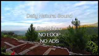 Relaxing Daily Sunrise  bird cricket chicken sound  REAL VIDEO  NO LOOP  Daily Silent Watcher [upl. by Boonie330]