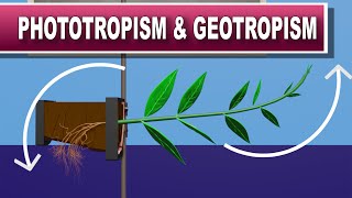 Phototropism and Geotropism [upl. by Sidnac999]