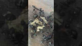 Camponotus chromaiodes larvae pile antkeeping ￼￼ [upl. by Einegue]