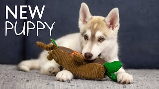 The First Days of Puppy Olive In a New Home Cute Husky Puppy [upl. by Ladiv870]