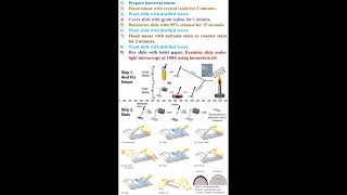 Steps of Bacterial Gram Staining geneticteacher [upl. by Loralee]