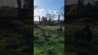 Richmond Park Deer😍 richmondpark deer richmond London park nature champagnecosmeticscruising [upl. by Elsi]