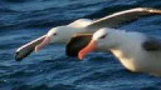 GIANT ALBATROSS OF THE SOUTHERN OCEANS [upl. by Rocker]