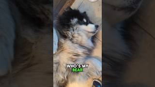 Bear got groomed with BrodieThatDood floof juice 😲 alaskanmalamute doggroominglife dogshorts [upl. by Eboj]