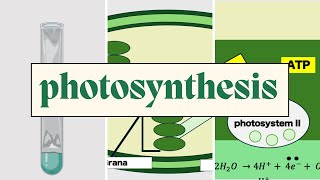 Photosynthesis  AQA A Level Biology including Required Practicals [upl. by Etram]