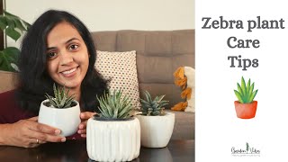 Zebra plant Care Tips amp Propagation  How to Take care of Zebra plant Haworthia Succulent [upl. by Nnyliram]