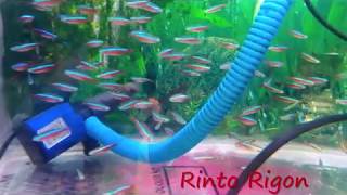 MENGENAL IKAN CARDINAL TETRA [upl. by Rutledge]