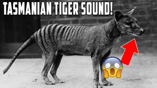 Tasmanian Tiger Sound Recorded For The First Time Ever [upl. by Elijah]