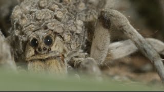 Mother wolf spider carries babies on her back [upl. by Ahsimek226]