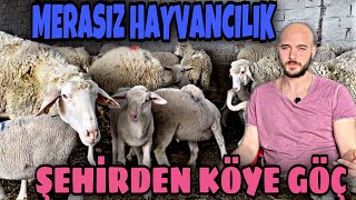 KAPALI SİSTEM KOYUNCULUK PARA KAZANDIRIR MI  KASAPLIK KUZU BAKMAK [upl. by Prudy]