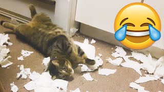 Naughty Cats Causes Major Troubles  Funny Cat Fails  PETASTIC 🐾 [upl. by Hafinah]