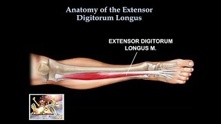 Anatomy Of The Extensor Digitorum Longus Muscle  Everything You Need To Know  Dr Nabil Ebraheim [upl. by Roberto]